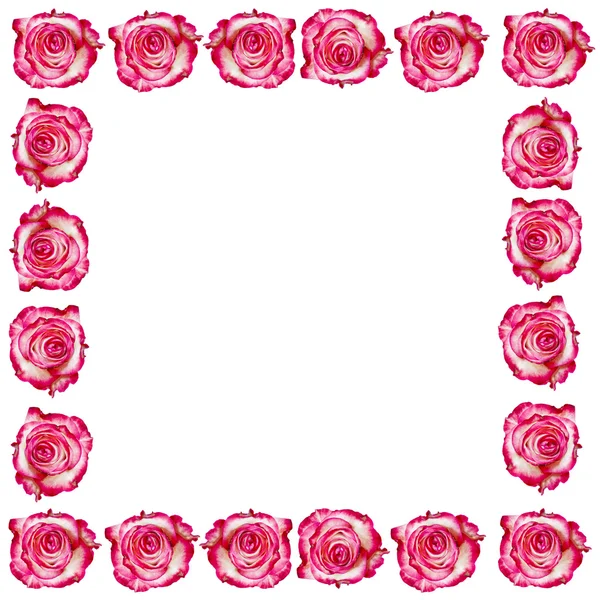 Frame van rozenmarco de rosas — Stockfoto