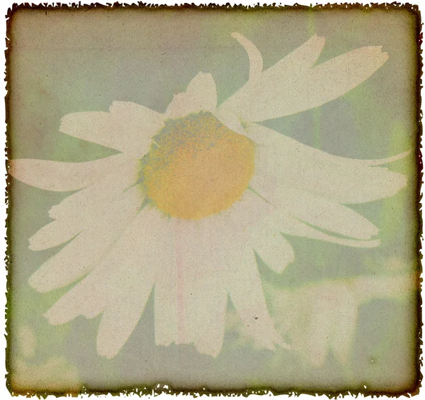 Jahrgang Kamille Blumen Hintergrund — Stockfoto
