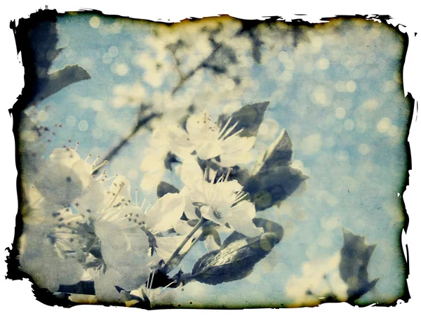 Flores de ameixa grunge — Fotografia de Stock