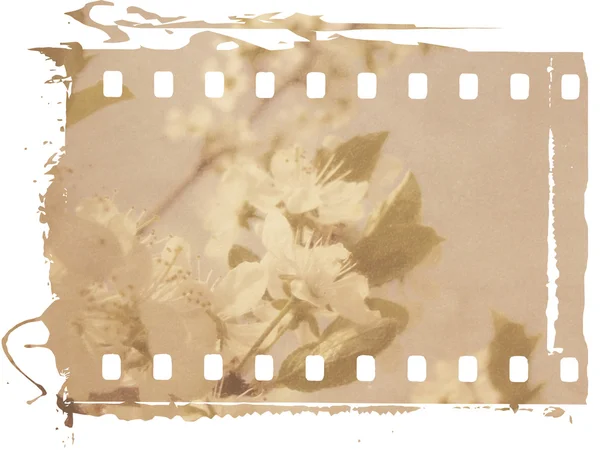 Ročník švestkový květ — Stock fotografie