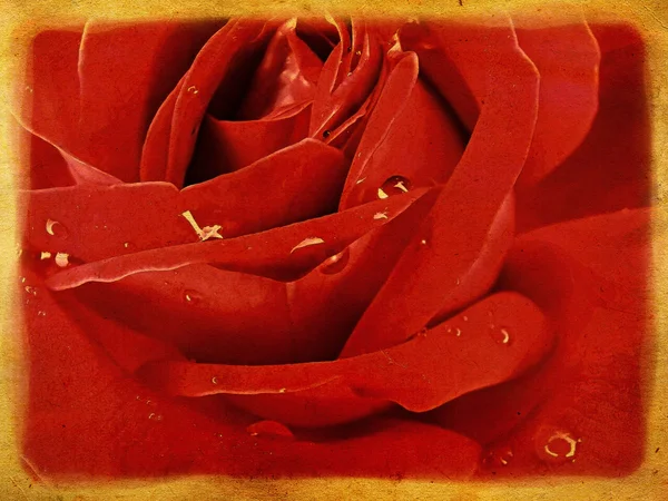 Delikatna róża na tło grunge — Zdjęcie stockowe