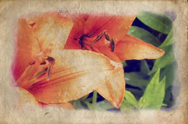 Grunge lily — Stok fotoğraf