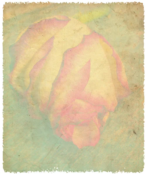 グランジ背景に繊細なバラ — ストック写真