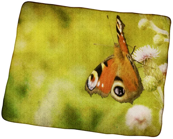 Grunge Schmetterling Hintergrund — Stockfoto