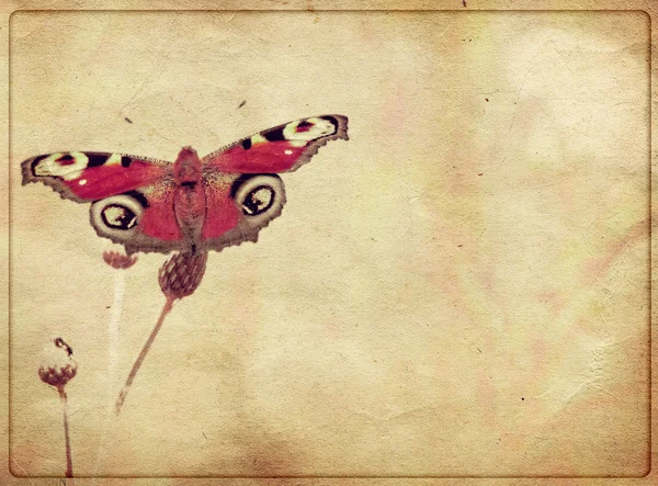 Mariposa grunge — Foto de Stock