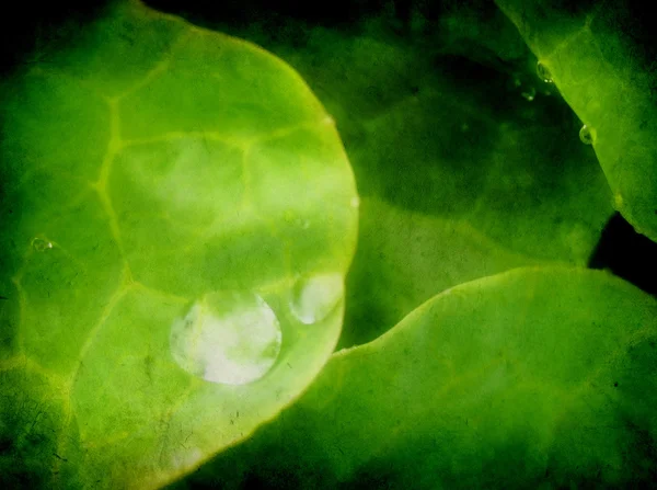 Grunge, πράσινο φύλλο — Φωτογραφία Αρχείου