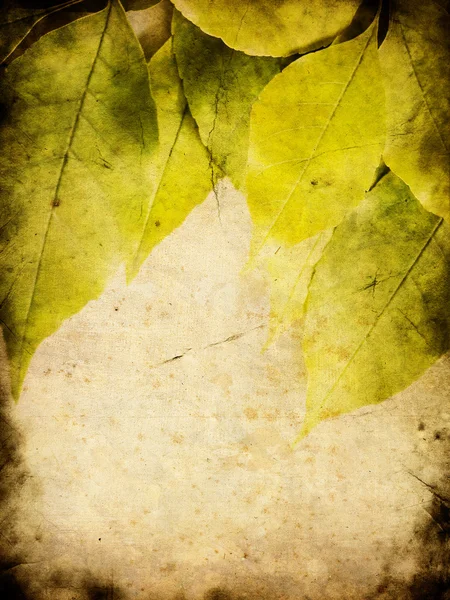 グランジの葉 — ストック写真