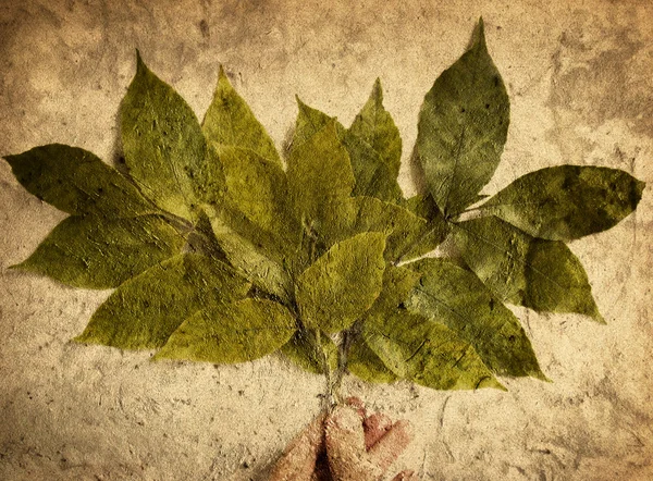 Grunge leaves — Stock Photo, Image