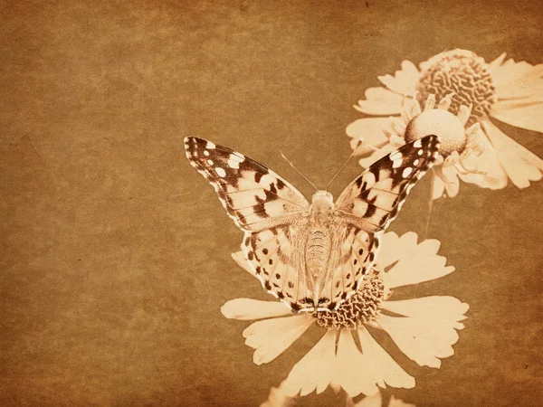 Grunge fondo mariposa — Foto de Stock