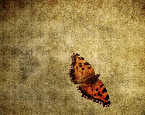Grunge Schmetterling — Stockfoto