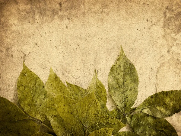 Grunge feuilles — Photo