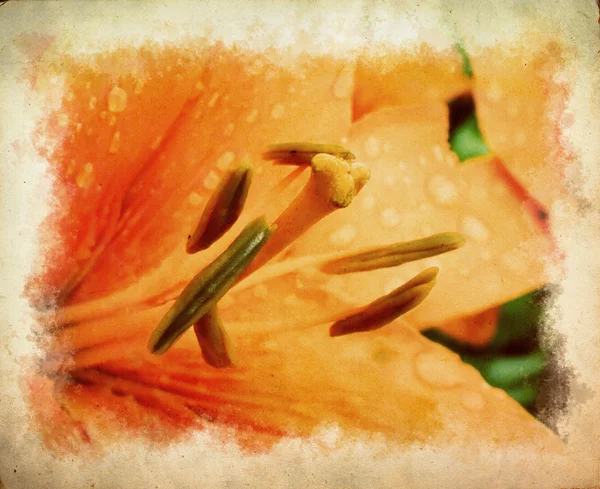 Grunge lily — Stockfoto
