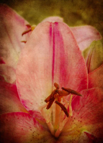 Texturou růžové lilie — Stock fotografie