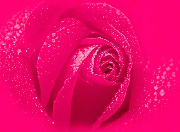 Rosa grunge — Foto de Stock