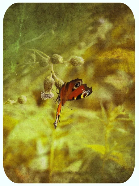 Grunge fondo mariposa — Foto de Stock