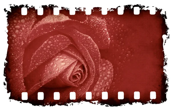 Grunge Rose Hintergrund — Stockfoto