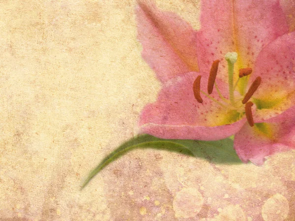 Lilie auf Grunge-Hintergrund — Stockfoto