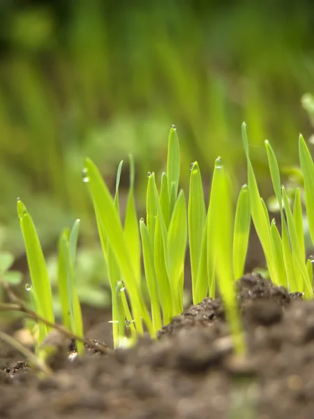 Зеленая трава с землей — стоковое фото