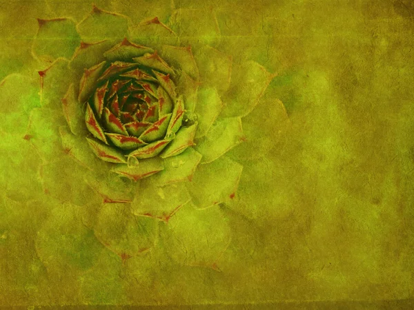 Grunge zelená květina rostlina — Stock fotografie
