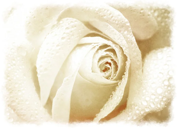 Grunge φόντο με λευκό τριαντάφυλλο — Φωτογραφία Αρχείου