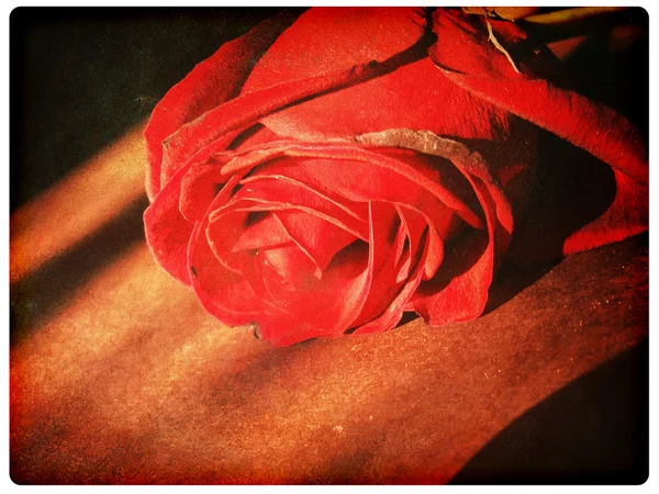 Fond grunge avec rose — Photo