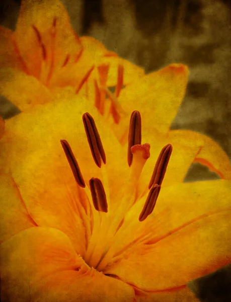 Getextureerde lily — Stockfoto