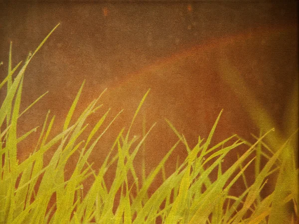Зеленая трава на фоне гранжа — стоковое фото