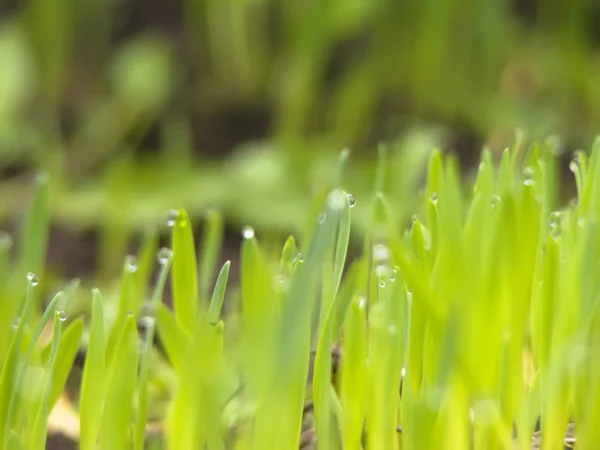Grünes Gras mit Erde — Stockfoto