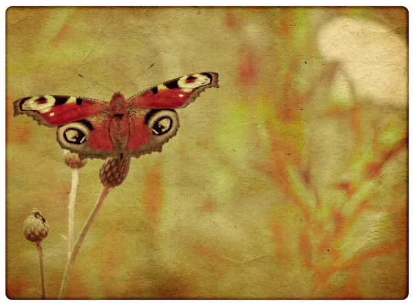 グランジ蝶背景 — ストック写真