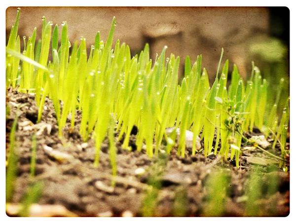 Зеленая трава с землей — стоковое фото