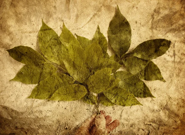 Гранж листя — стокове фото