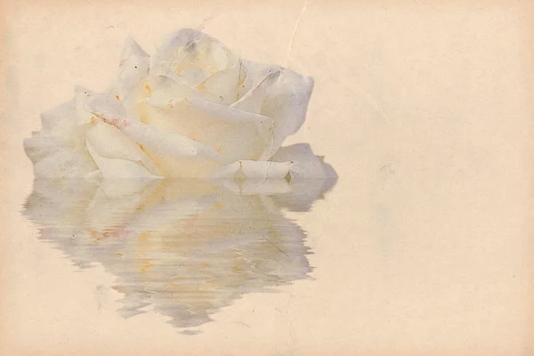Rosen spiegeln sich im Wasser — Stockfoto