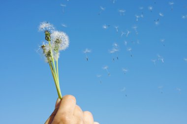 Dandelion clock and dandelion's children clipart