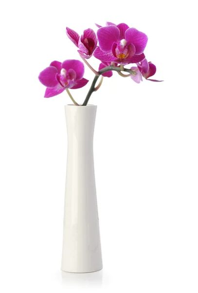 Розовый цветок орхидеи в белой вазе — стоковое фото