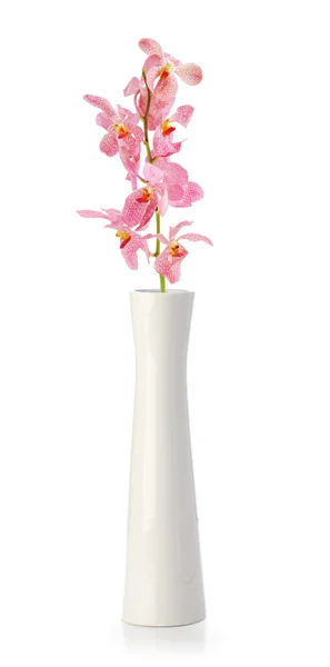 Рожева квітка орхідеї у білій вазі — стокове фото