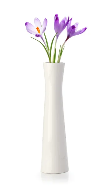 Tre fiori di croco in vaso bianco — Foto Stock