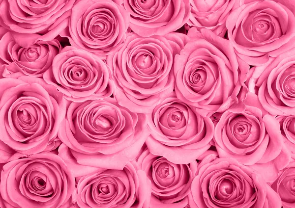 Rózsaszín rózsák Jogdíjmentes Stock Képek