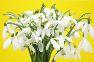 Snowdrops clipart