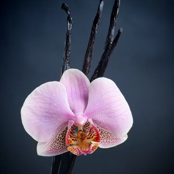 Palos de vainilla y flor de orquídea —  Fotos de Stock