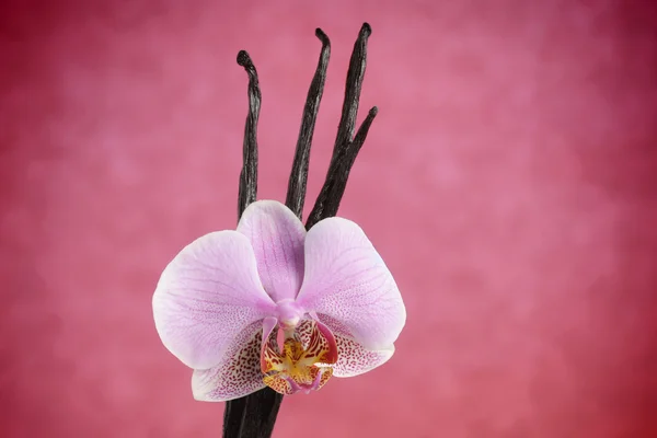 Feijão de baunilha e flor de orquídea rosa — Fotografia de Stock