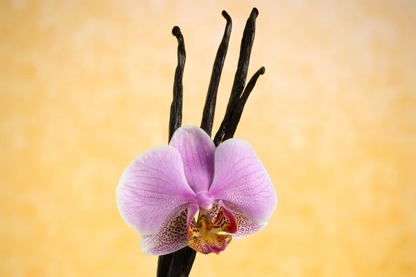 Vanilkové lusky a růžová orchidej květina — Stock fotografie