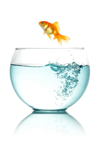 Goldfish jumping out of fishbowl — Stock Photo, Image