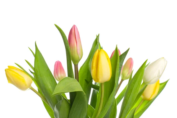 Schöne Tulpen — Stockfoto