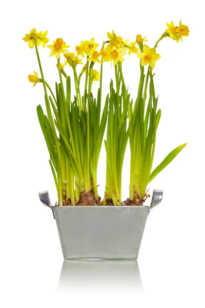 Narcisos amarillos — Foto de Stock