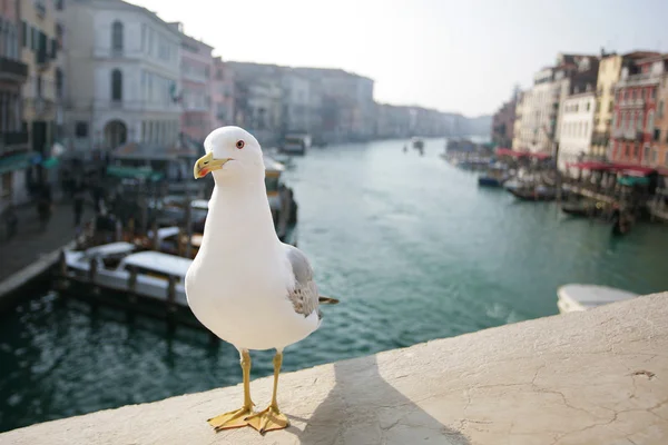 stock image Seagull in Venice