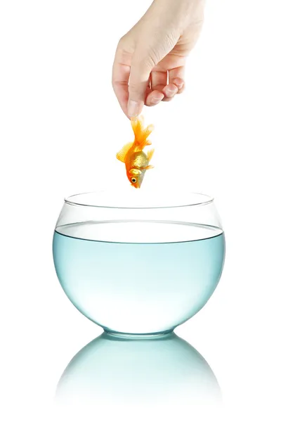 stock image Female hand holding goldfish