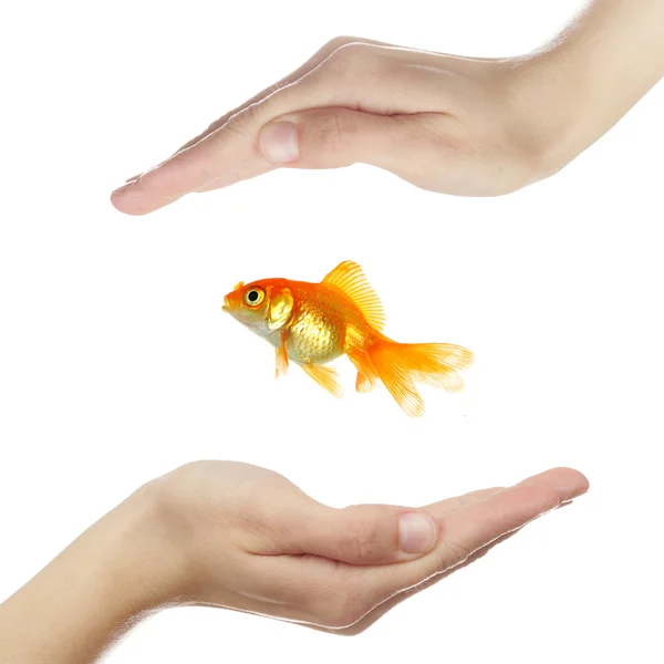 Mãos a proteger o peixe dourado — Fotografia de Stock