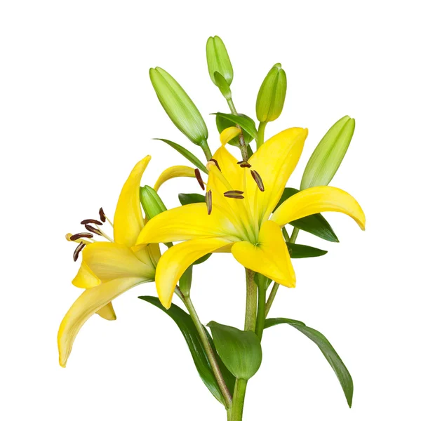 Gele lily bloem — Stockfoto