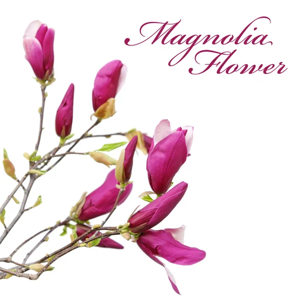 Цветок магнолии — стоковое фото