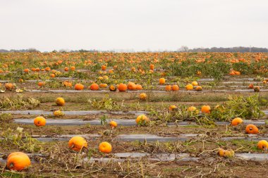 Pumpkin Patch clipart